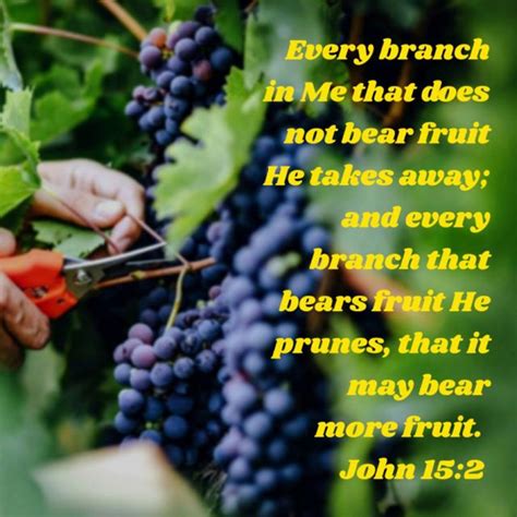 Ever Branches .